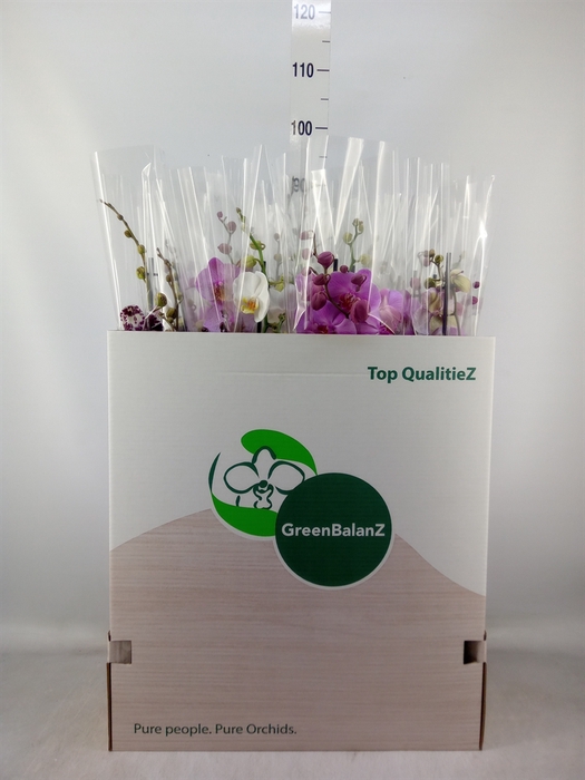 <h4>Phalaenopsis   ...mix</h4>