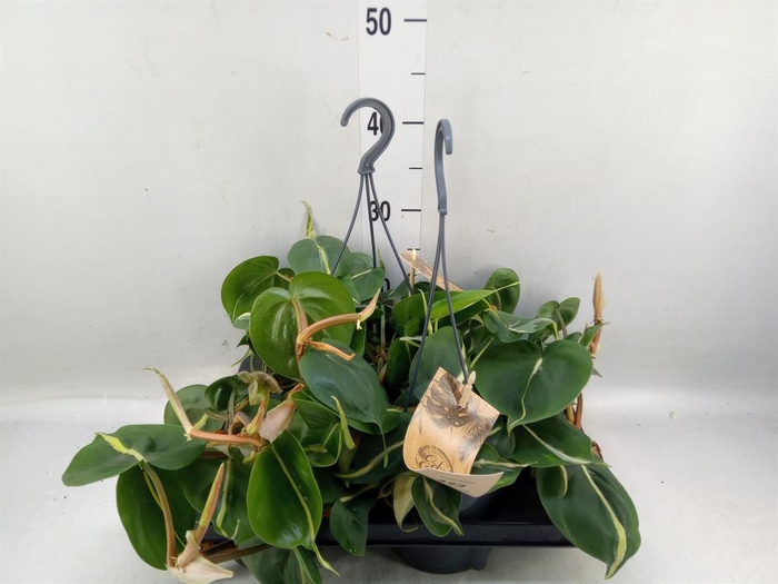 <h4>Philodendron scand.</h4>