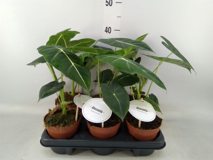 <h4>Alocasia   ...</h4>