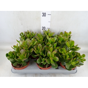 Crassula ovata