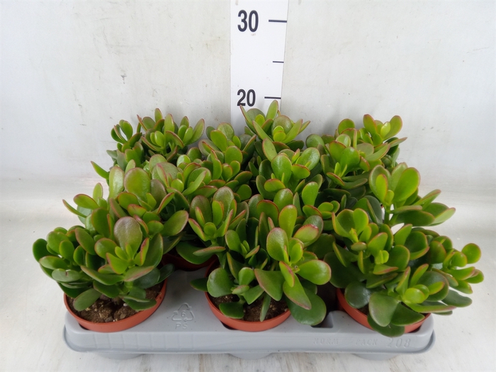<h4>Crassula ovata</h4>