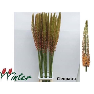Eremurus Cleopatra