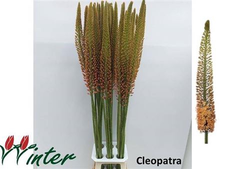<h4>Eremurus Cleopatra</h4>