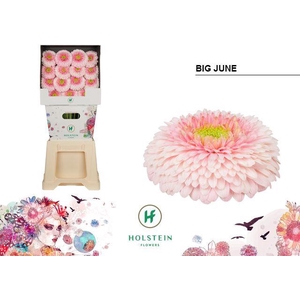 GE GB GERPONI BIG JUNE Diamond x45