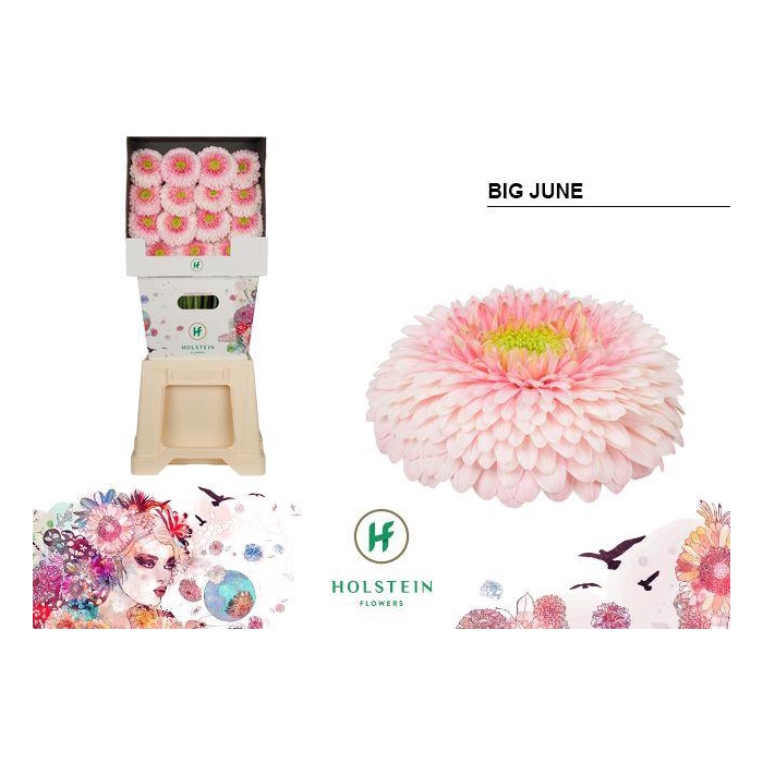 <h4>Ge Gb Gerp Big Ju-ne</h4>