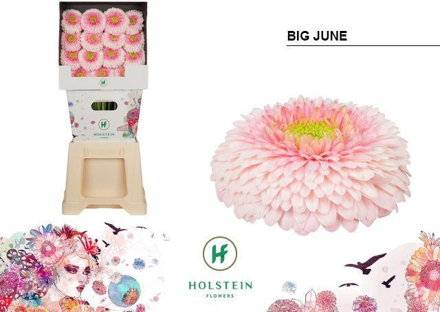 <h4>Gerbera Pomponi Big June Diamond</h4>