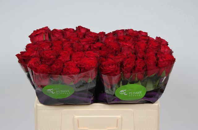 <h4>R Gr Madam Red</h4>