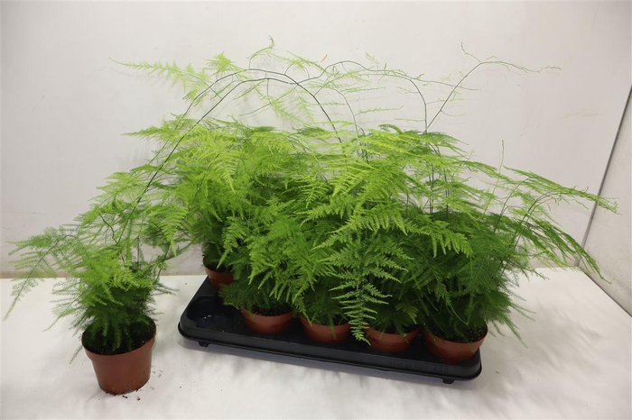 <h4>Aspar Setaceus</h4>