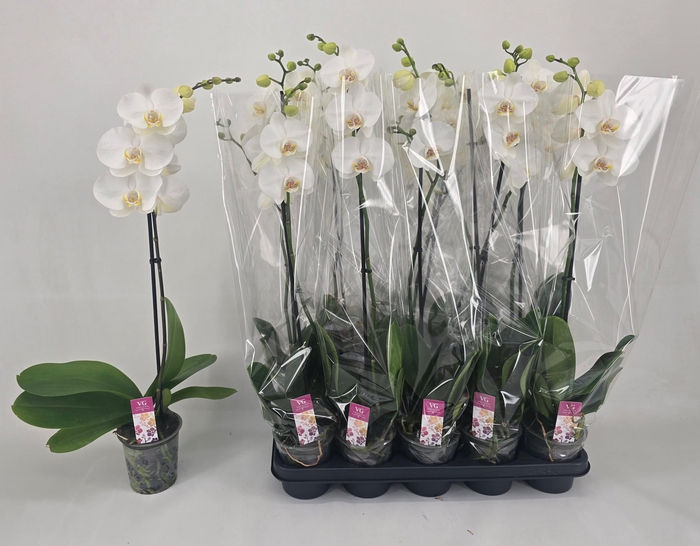 <h4>PHAL OV WIT</h4>