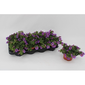 Calibrachoa Rave Blue Striped 13cm