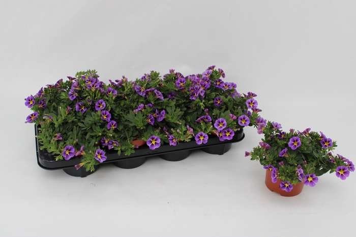 <h4>Calibrachoa Rave Blue Striped 13cm</h4>