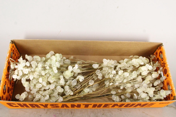 <h4>DF Lunaria Silverleaf Bs</h4>