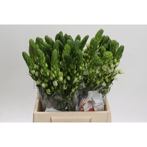 Ornithogalum thyrsoides Milky Way