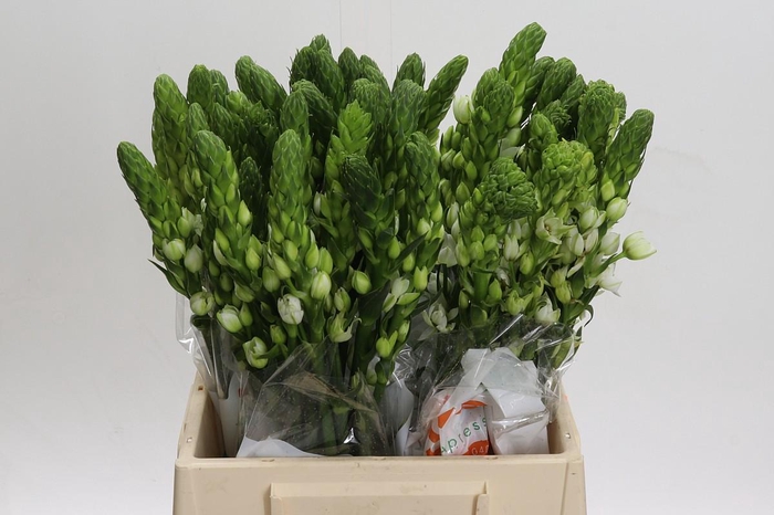 Ornithogalum thyrsoides Milky Way