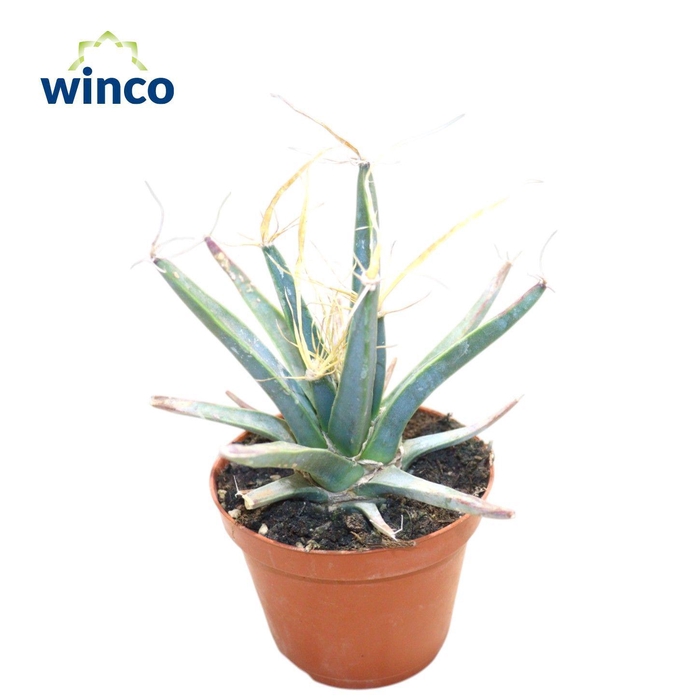 <h4>Leuchtenbergia Principus</h4>