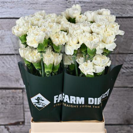 <h4>Di St Wedding</h4>