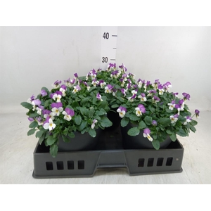 Viola corn. 'Evo Mini Pink Wing'