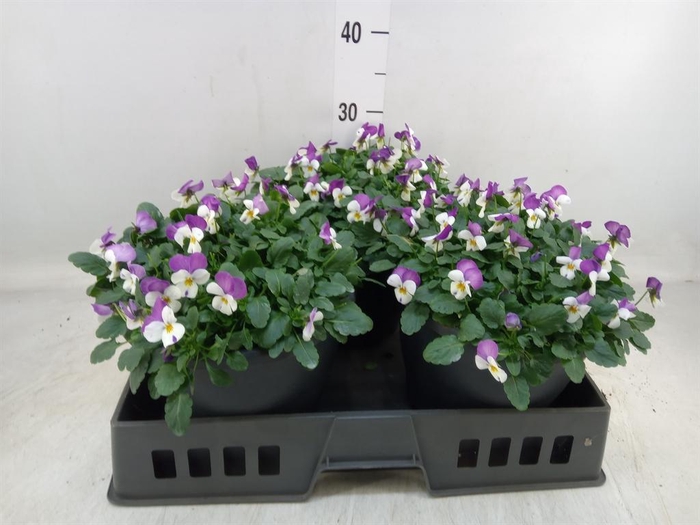 <h4>Viola corn. 'Evo Mini Pink Wing'</h4>