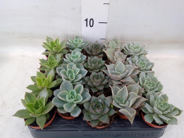 <h4>Echeveria   ...mix</h4>