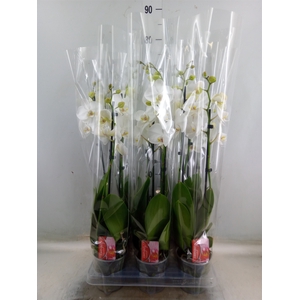 Phalaenopsis  'FC Snow Compass'