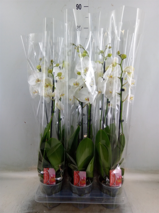 <h4>Phalaenopsis  'FC Snow Compass'</h4>