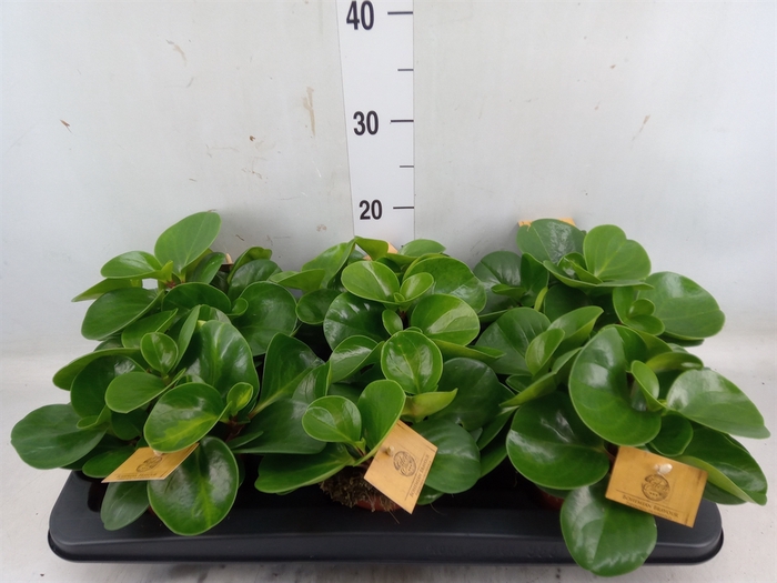 <h4>Peperomia obt. 'Green Gold'</h4>