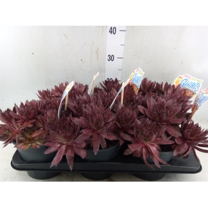Sempervivum   ...