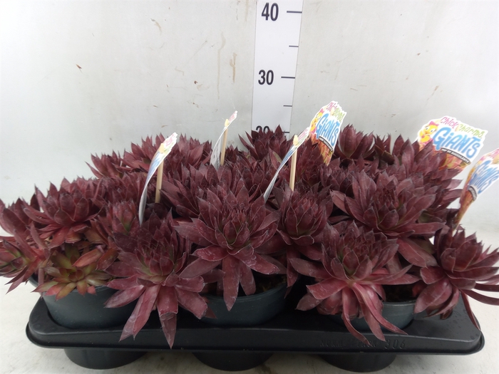 <h4>Sempervivum   ...</h4>