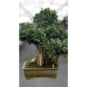Ficus retusa, pot 50cm. Height 100cm.( single item)