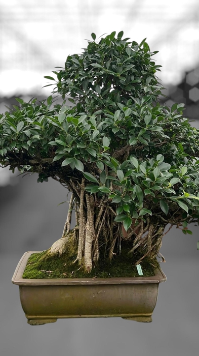 <h4>Ficus retusa, pot 50cm. Height 100cm.( single item)</h4>