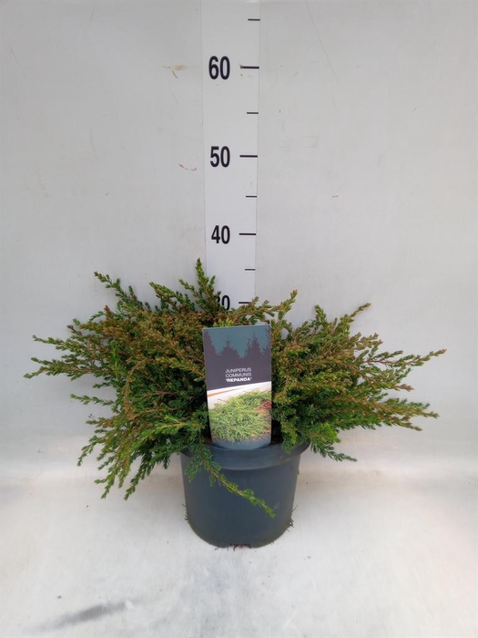 <h4>Juniperus   ...</h4>