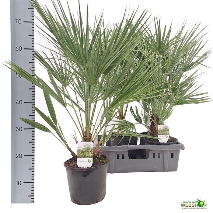 <h4>CHAMAEROPS HUMILIS</h4>