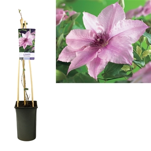 Clematis 'Pink Fantasy' +light label