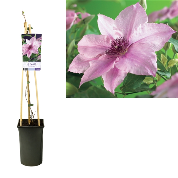 <h4>Clematis 'Pink Fantasy' +light label</h4>