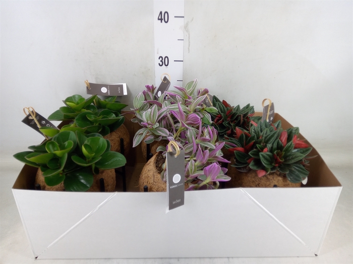 <h4>Planten Groen   ...mix  5</h4>