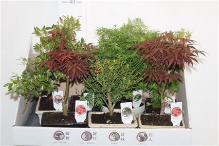 <h4>Bonsai Gem</h4>