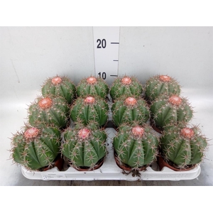 Melocactus matanzanus