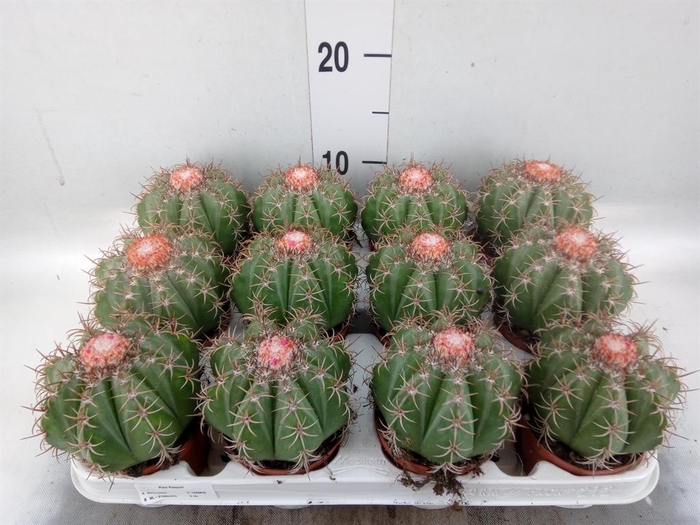 <h4>Melocactus matanzanus</h4>