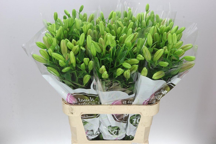 <h4>Lil La Brindisi</h4>