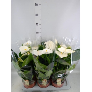 Anthurium andr. 'Alpine'