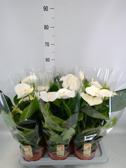 <h4>Anthurium andr. 'Alpine'</h4>