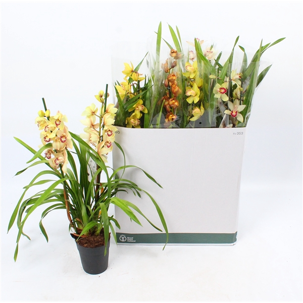 <h4>Cymbidium mix 3 tak open bloem</h4>