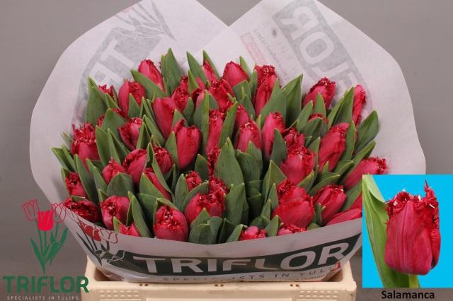 <h4>TU FR SALAMANCA</h4>