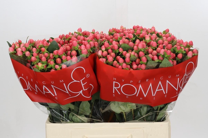 <h4>Hypericum Sweet Romance</h4>