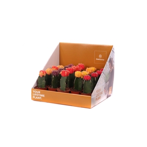 Cactus geent 5,5 cm in showdoos your lifetimeplant