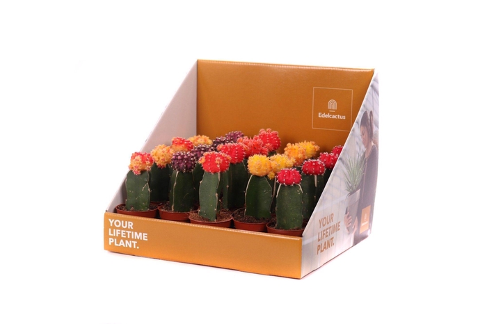 <h4>Cactus geent 5,5 cm in showdoos your lifetimeplant</h4>