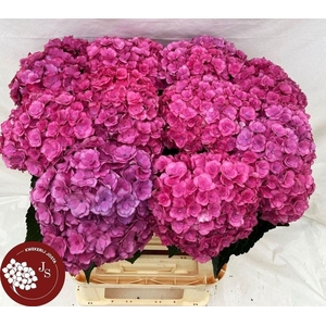 HYDRANGEA  'ROYAL ANASTASIA ROSE'