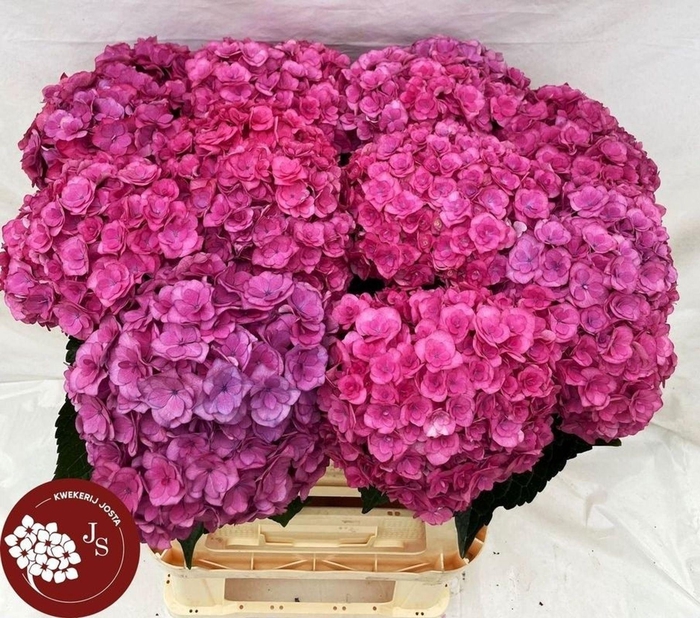 <h4>HYDRANGEA  'ROYAL ANASTASIA ROSE'</h4>