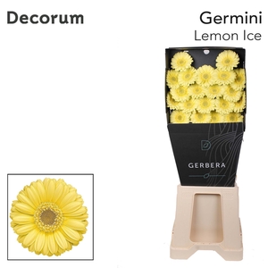 Germini Lemon Ice Diamond