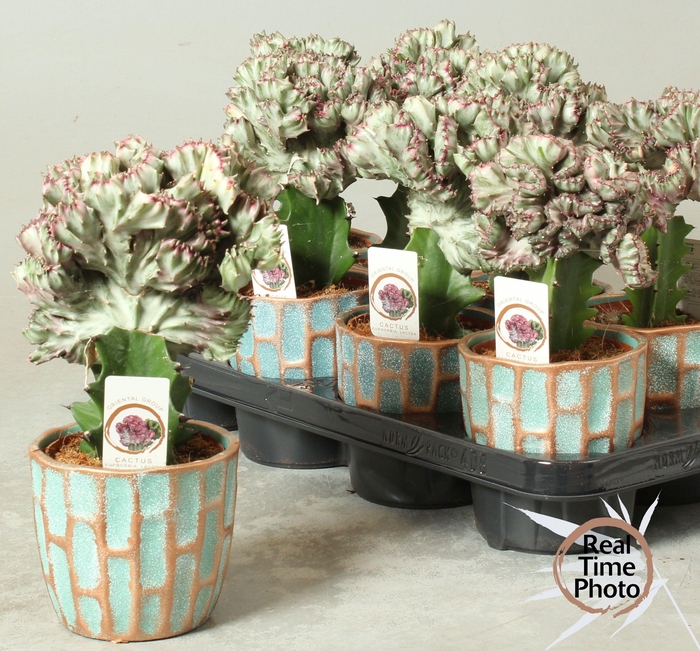 <h4>EUPHOR LAC CRISTATA</h4>